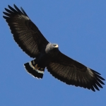 Common Blackhawk