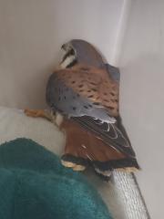 Injured hawk in Chino Valley brought to rehabilitation center ...