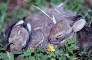 baby wildlife cottontail rabbits 1 crop