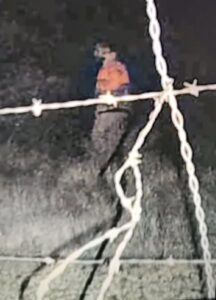 horse1