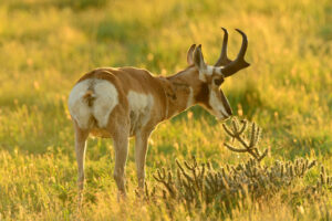 american pronghorn azgfd photo george andrejko crop