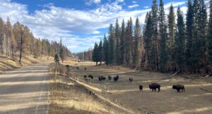 bison along hwy 67 1