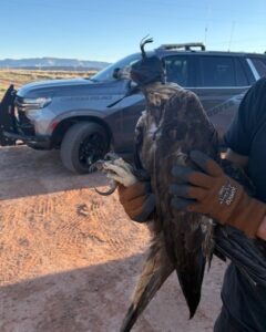 eagle1