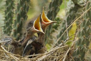 baby birds in nest 1530 crop