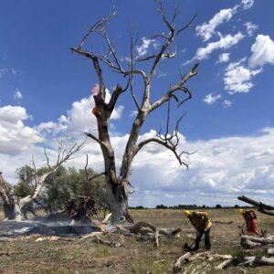 cafma fire1