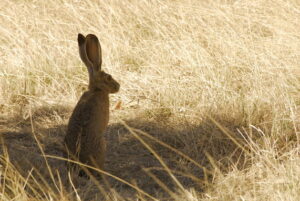 jackrabbit crop