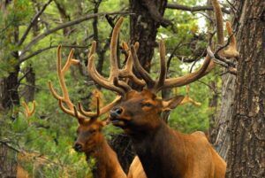 elk bull crop